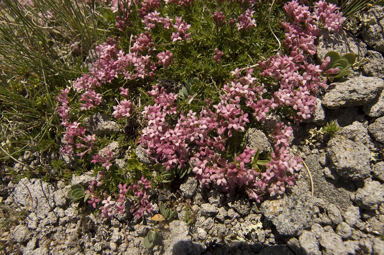 Image of Asperula cristata specimen.