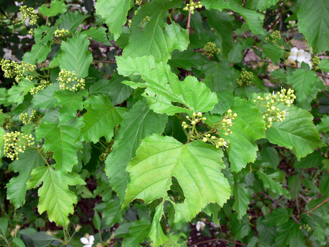 Image of Acer tataricum specimen.