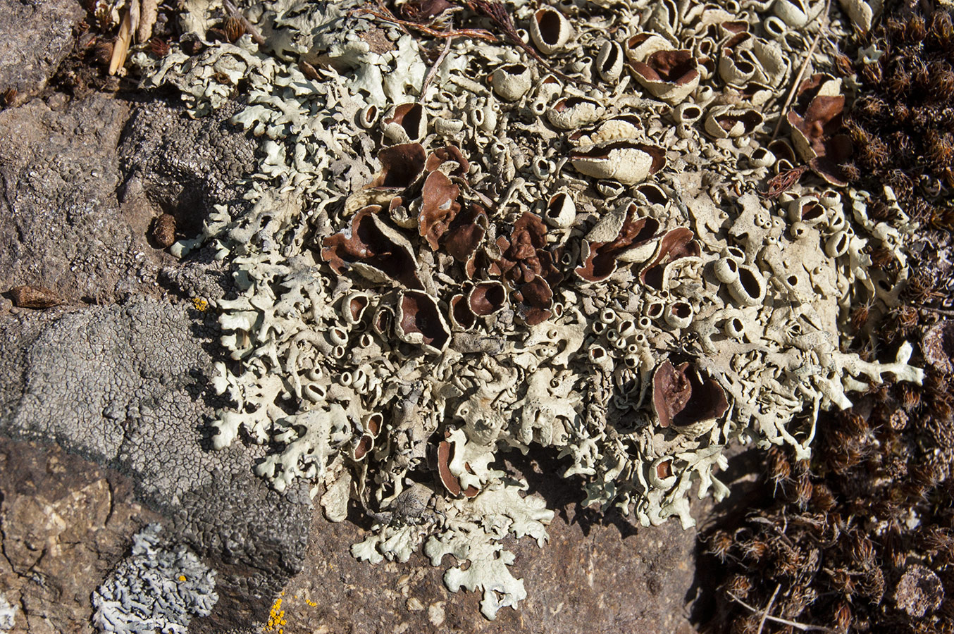 Image of Xanthoparmelia stenophylla specimen.