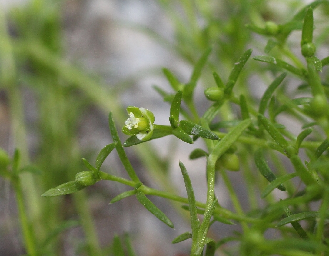 Изображение особи Sagina procumbens.