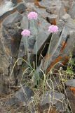 Allium caricifolium