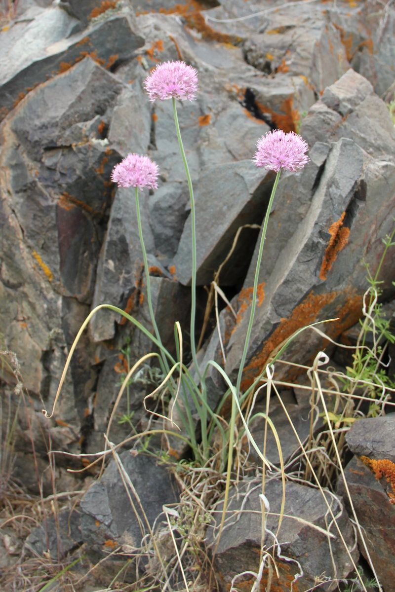 Image of Allium caricifolium specimen.