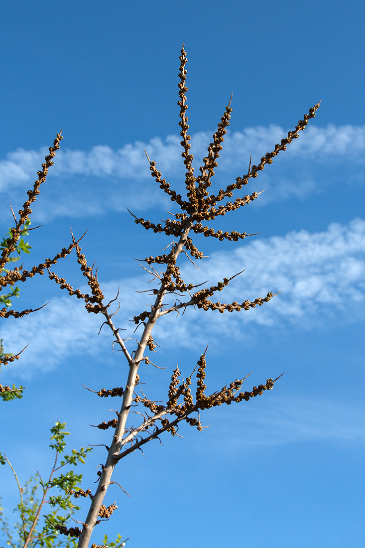 Изображение особи Hippophae rhamnoides.