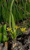 Gagea lutea. Цветущее растение. Слева по кадру - молодые побеги Colchicum speciosum. Пермский край, г. Пермь, Кировский р-н, садовый участок. 19 мая 2018 г.