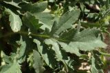 Papaver rhoeas