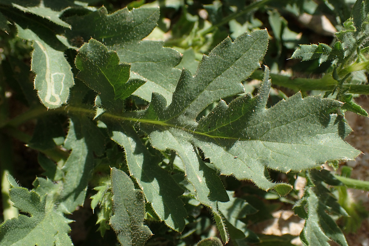 Image of Papaver rhoeas specimen.
