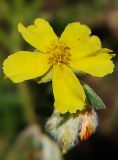 genus Helianthemum