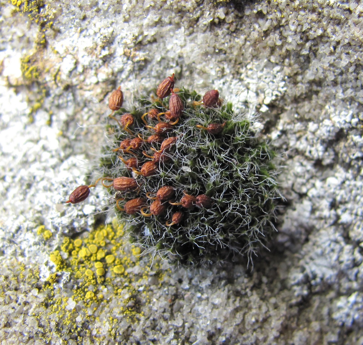 Image of genus Grimmia specimen.