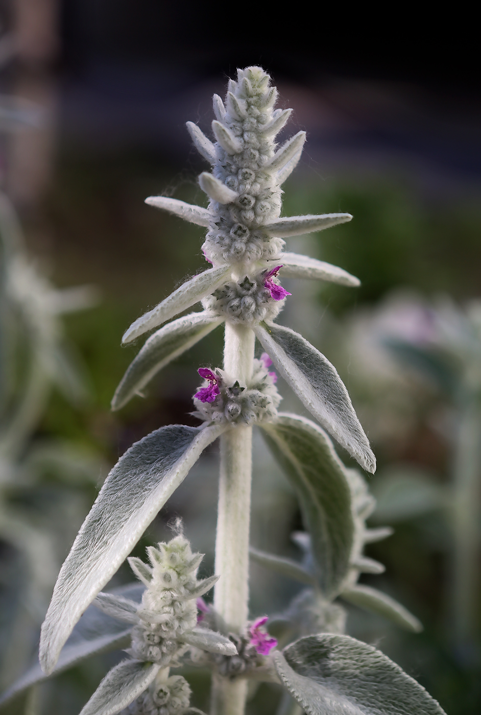 Изображение особи Stachys byzantina.