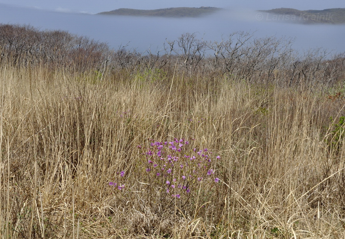 Image of Rhododendron mucronulatum specimen.