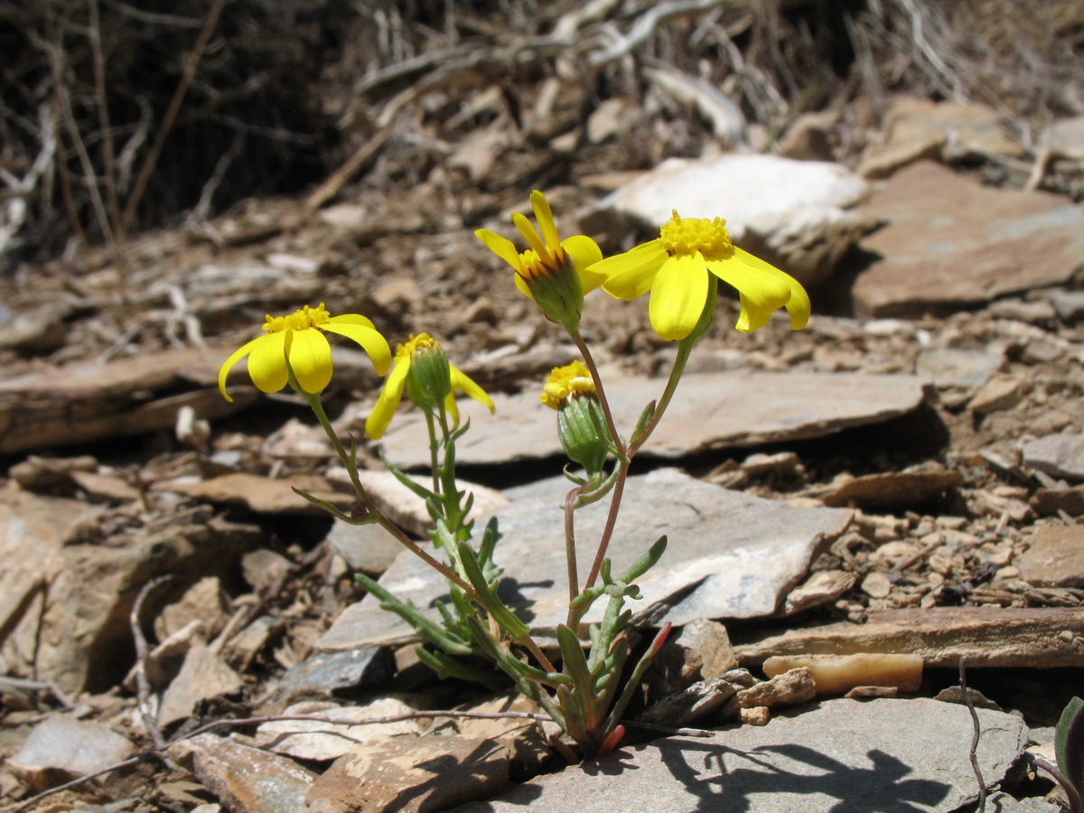 Изображение особи Senecio krascheninnikovii.