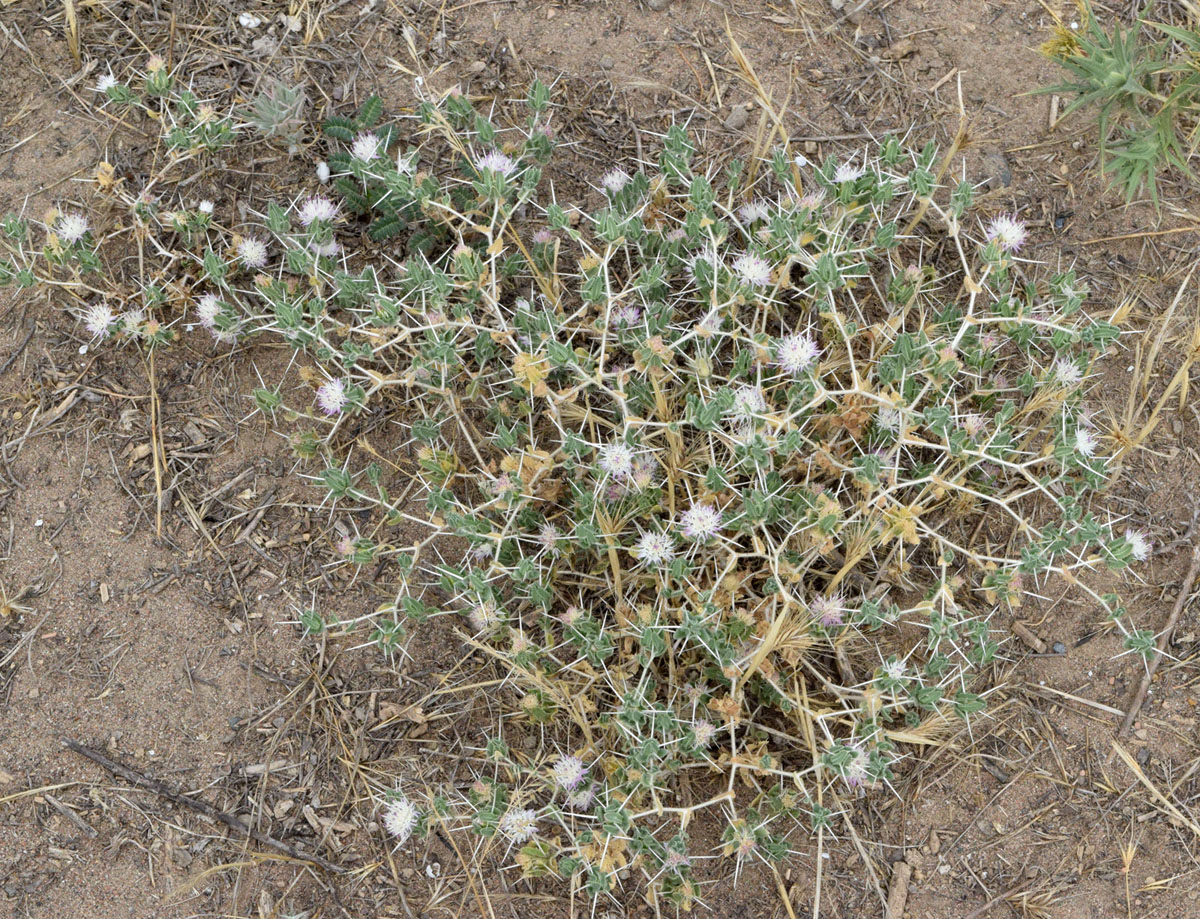 Image of Centaurea belangeriana specimen.