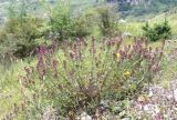 Teucrium chamaedrys