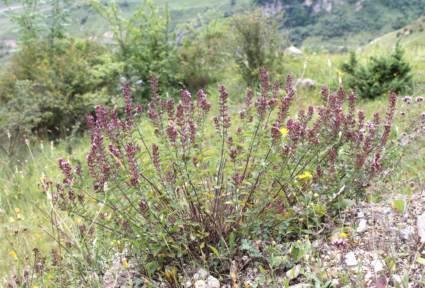 Изображение особи Teucrium chamaedrys.