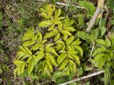 Angelica sylvestris