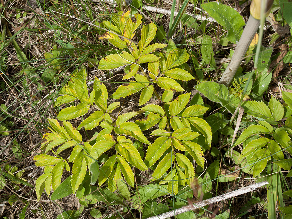 Изображение особи Angelica sylvestris.