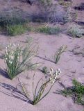 Eremurus anisopterus. Плодоносящие растения на песке. Казахстан, горы Балабогаты, полупустынная зона (в 70 км от г. Чилик). 04.06.2010.