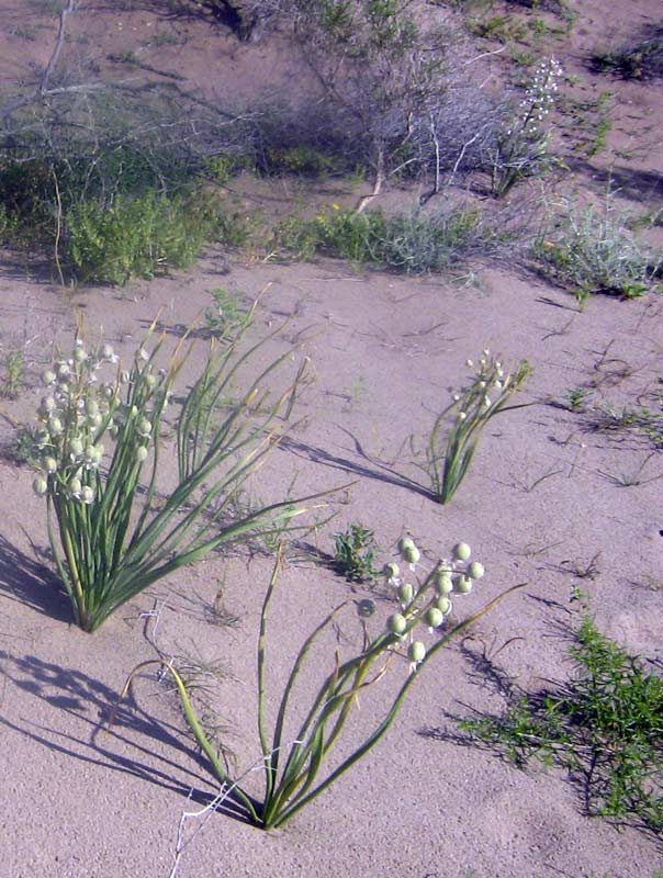 Image of Eremurus anisopterus specimen.