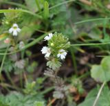 genus Euphrasia