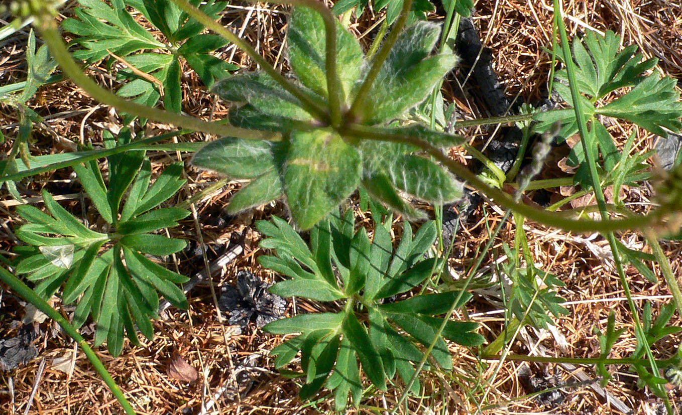 Image of Anemonastrum sibiricum specimen.