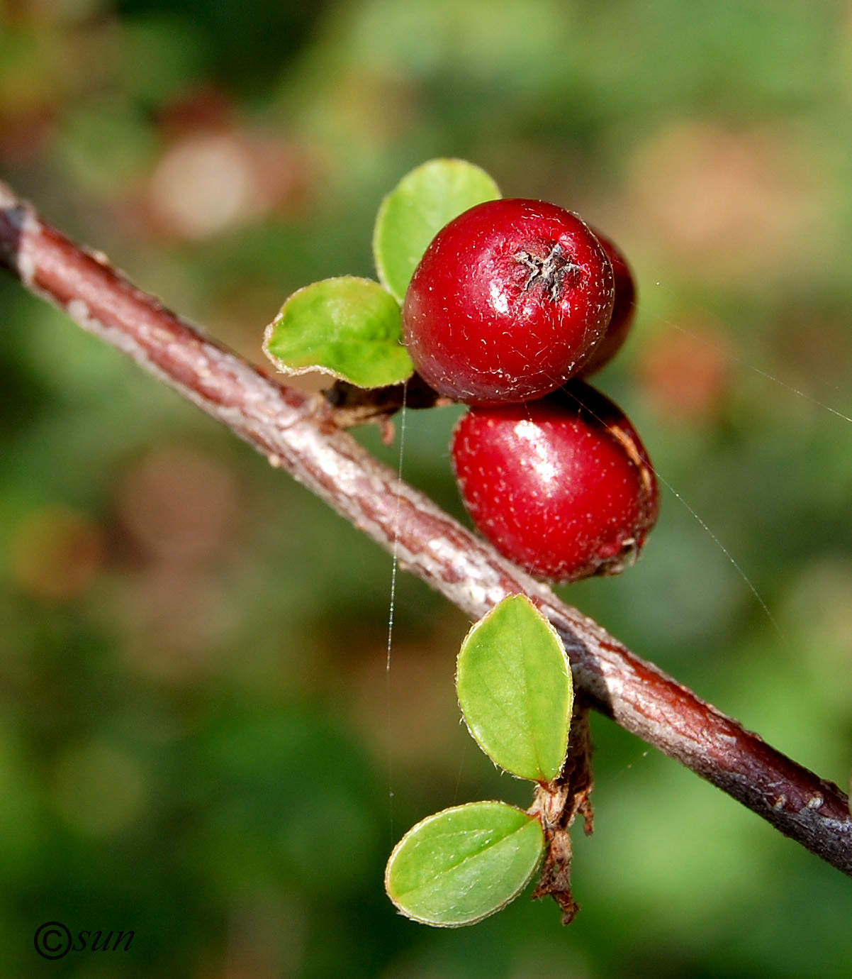 Изображение особи Cotoneaster dammeri.