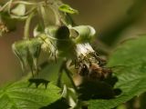 Rubus idaeus