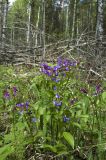 Lathyrus vernus