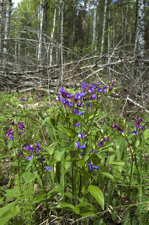 Изображение особи Lathyrus vernus.