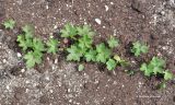 Aconitum lamarckii