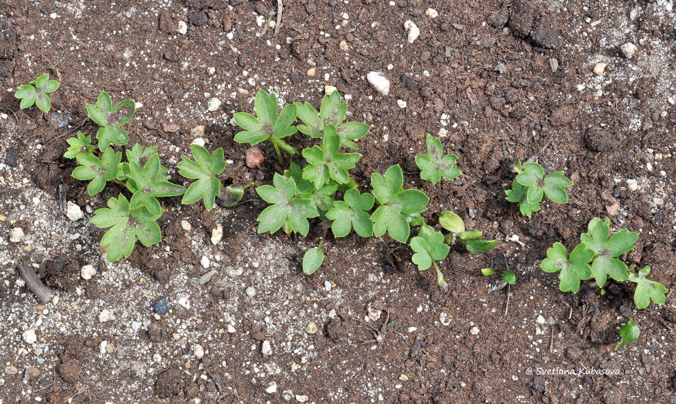 Изображение особи Aconitum lamarckii.