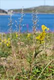 Solidago virgaurea subspecies lapponica. Цветущее растение с прошлогодними сухими генеративными побегами в сообществе с плодоносящим Chamaepericlymenum suecicum. Мурманская обл., окр. пос. Дальние Зеленцы, олуговелая приморская тундра. 28.07.2018.