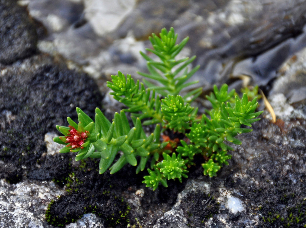 Изображение особи Rhodiola algida.