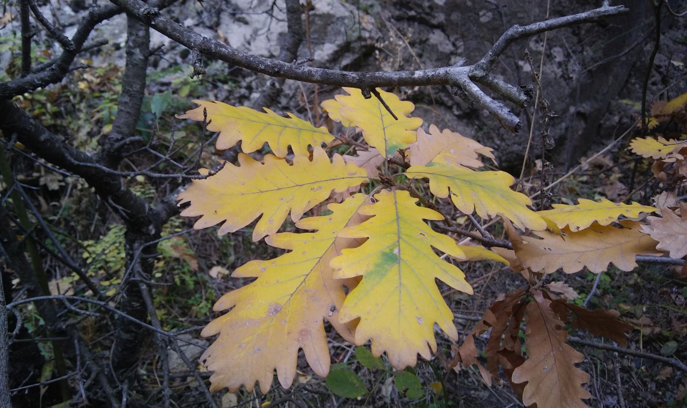 Изображение особи Quercus iberica.