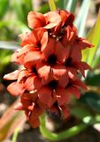 Indigofera procumbens