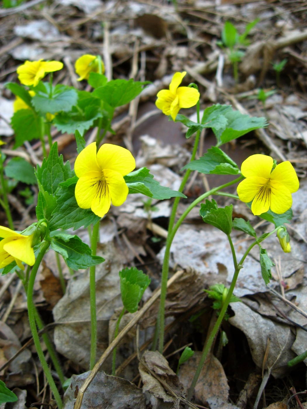 Image of Viola uniflora specimen.