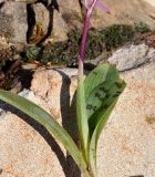 Orchis anatolica