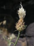 Centaurea diffusa