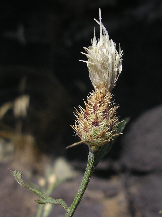 Изображение особи Centaurea diffusa.