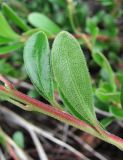 Arctostaphylos uva-ursi. Часть побега; видны листья с разных сторон. Архангельская обл., Вельский р-н, окр. пос. Усть-Шоноша, бор. 11.08.2013.