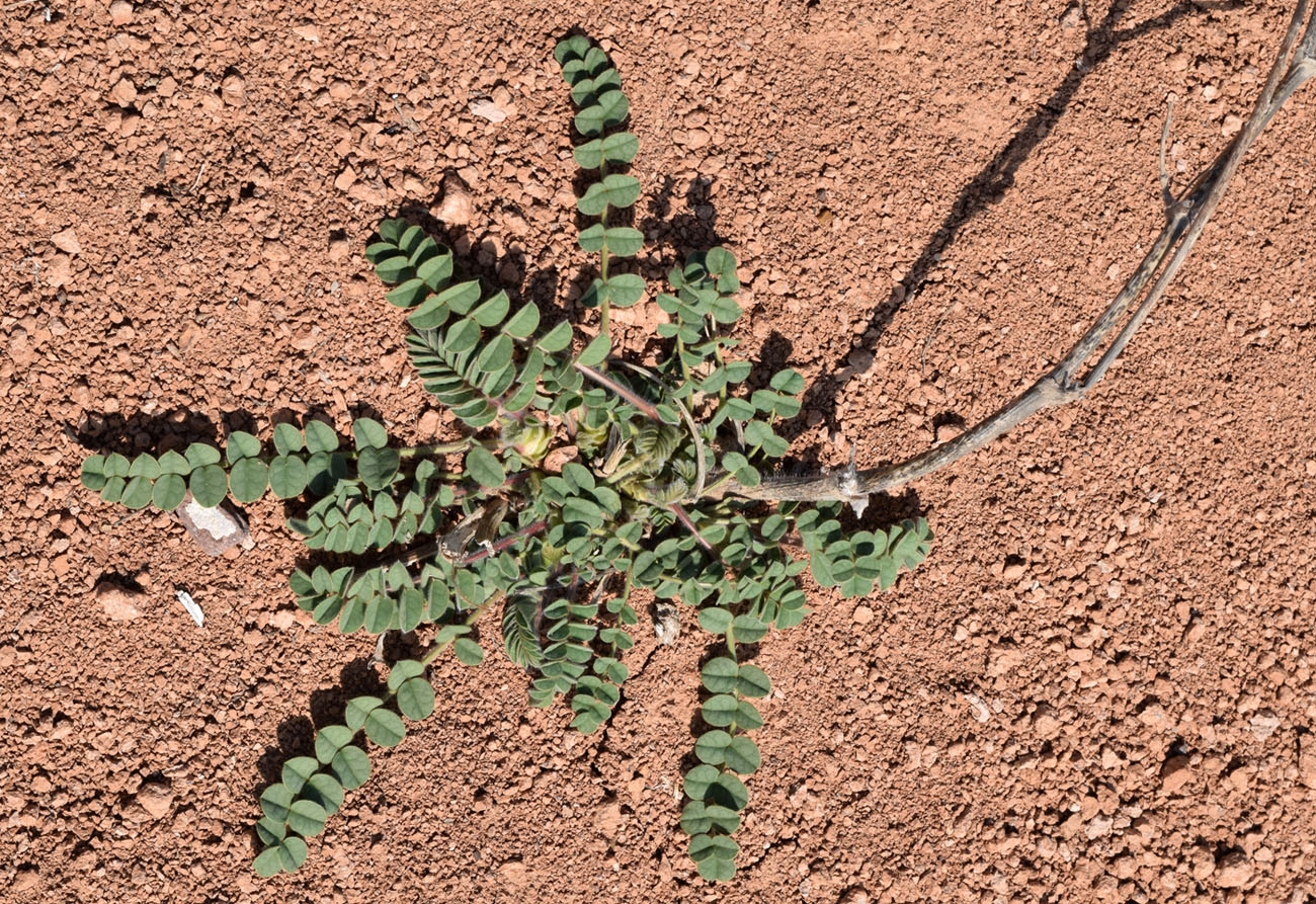 Image of Onobrychis chorassanica specimen.