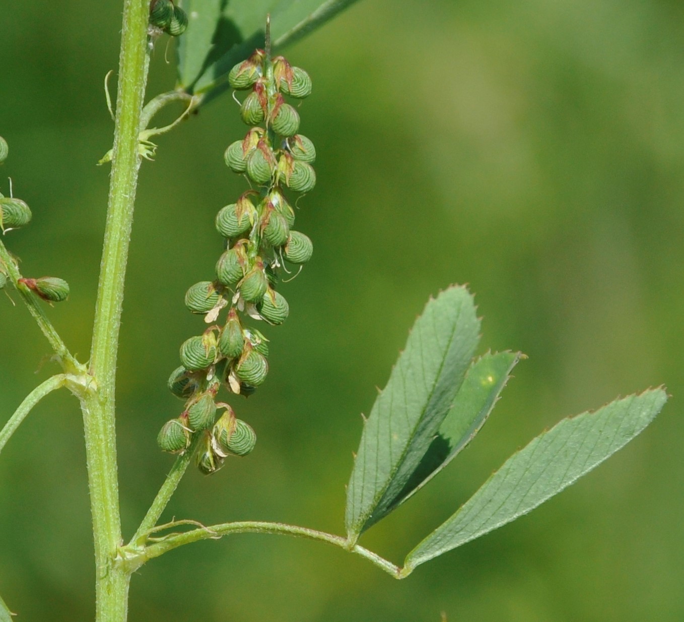 Изображение особи Melilotus segetalis.