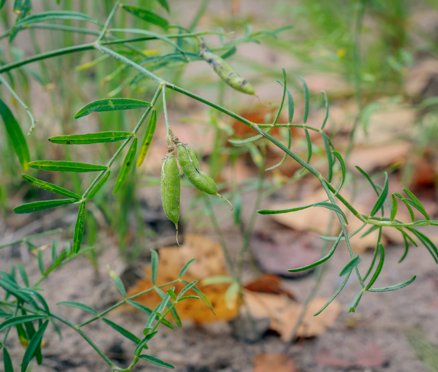 Image of Astragalus arenarius specimen.