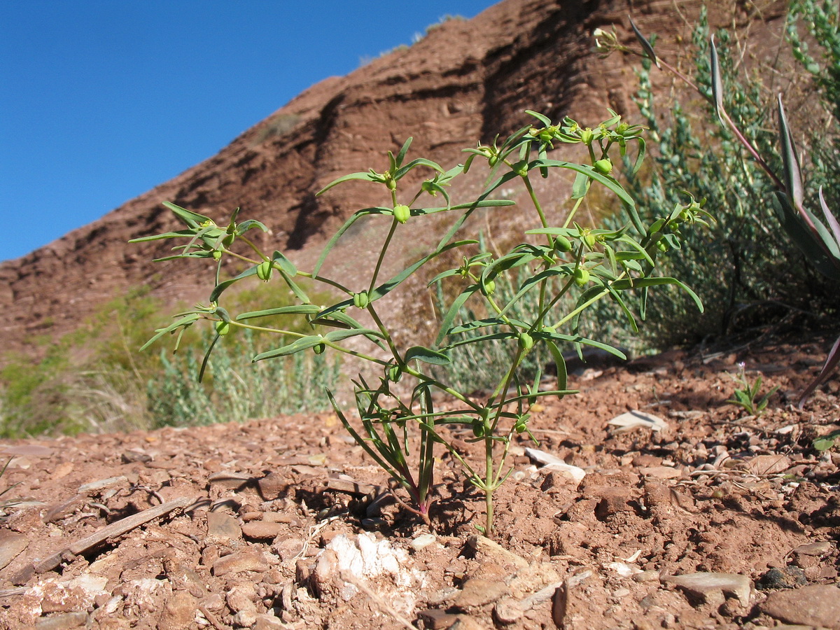 Image of Euphorbia sororia specimen.