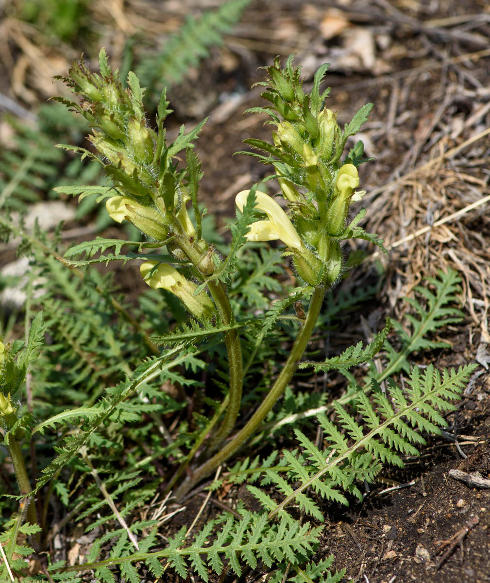 Изображение особи Pedicularis physocalyx.