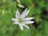 Stellaria graminea