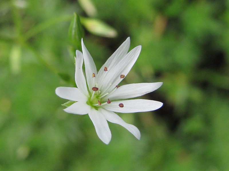 Image of Stellaria graminea specimen.