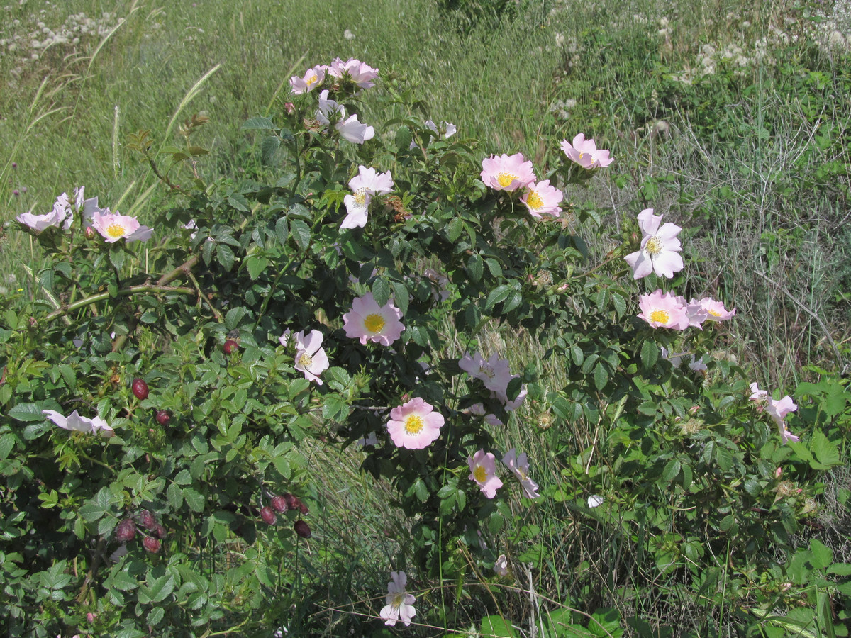 Image of Rosa andegavensis specimen.