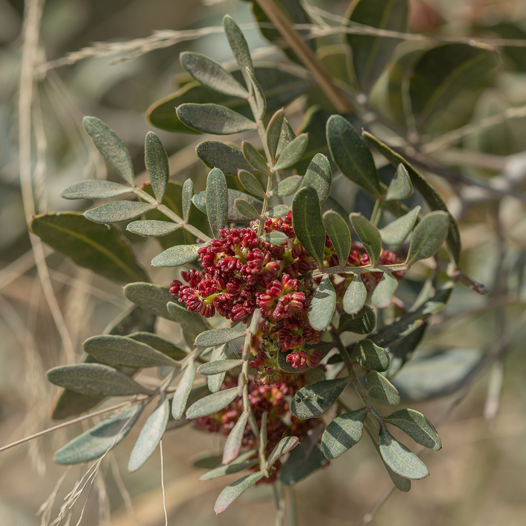 Image of Pistacia lentiscus specimen.