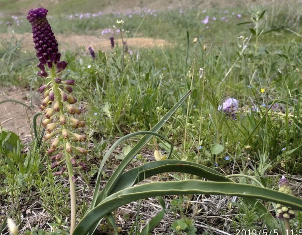 Изображение особи Leopoldia caucasica.