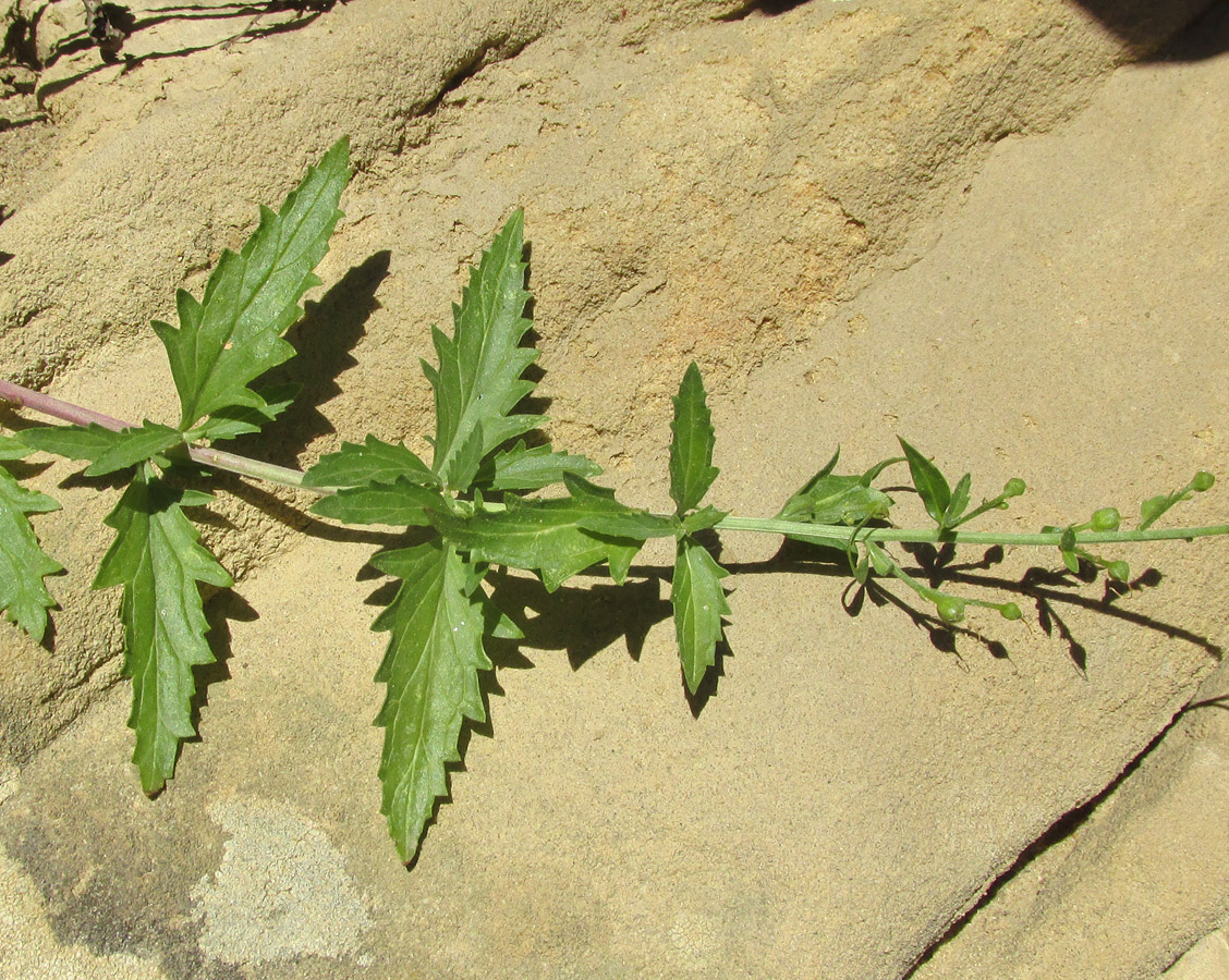 Image of Scrophularia rupestris specimen.